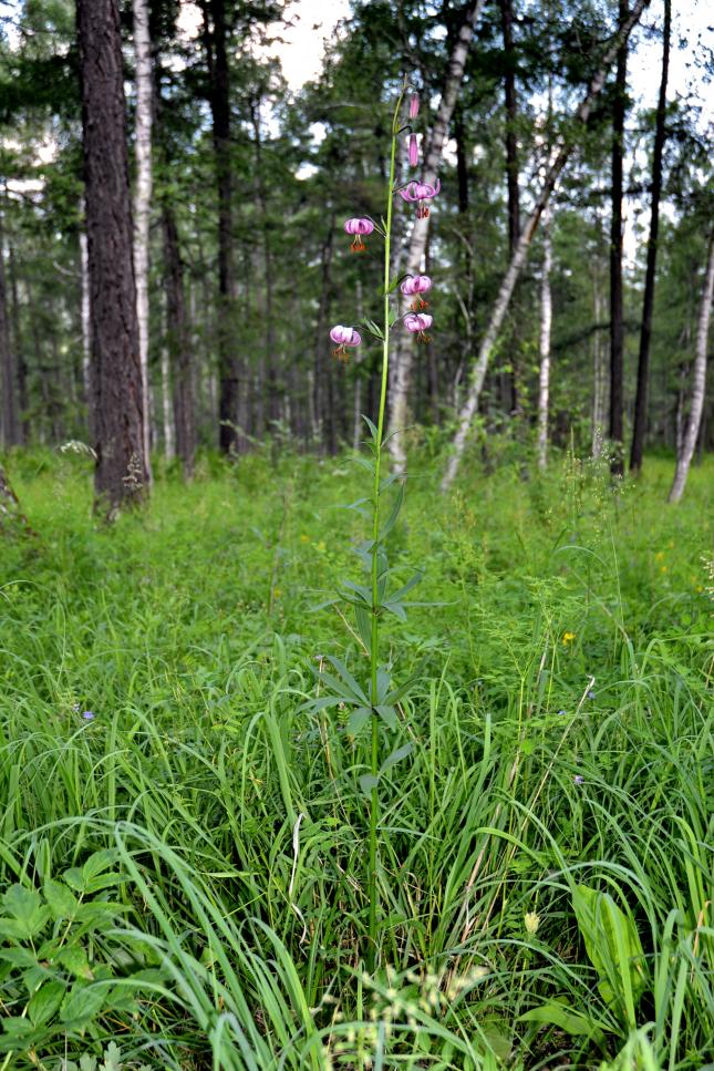 Image of Lilium pilosiusculum specimen.