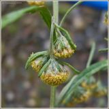Artemisia sieversiana. Корзинки (размер 7-8 мм). Чувашия, г. Шумерля. 21 августа 2009 г.