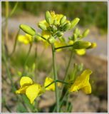 Brassica napus. Верхушка цветущего растения. Чувашия, окр. г. Шумерля, ст. Кумашка, ж/д насыпь. 1 сентября 2009 г.