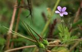 Erodium cicutarium