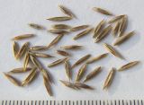 Festuca woronowii