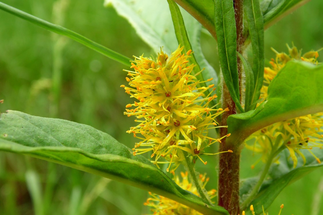 Изображение особи Naumburgia thyrsiflora.