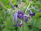 Clematis heracleifolia. Часть побега с бутонами, цветками и плодами. Украина, Киев, Национальный ботанический сад. 07.09.2015.