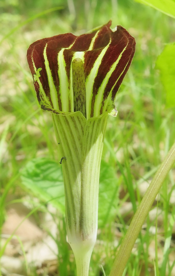 Изображение особи Arisaema komarovii.