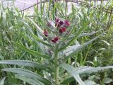 Cynoglossum officinale