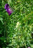 Gladiolus tenuis. Верхушка цветущего растения. Северная Осетия, Ирафский р-н, верховья р. Урух, выс. около 1700 м н.у.м., субальпийский луг. 09.07.2016.