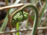 Pteridium pinetorum подвид sibiricum. Разворачивающаяся вайя. Иркутская обл., окр. залива Иркутского вдхр., лес. 01.06.2016.