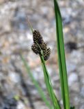 Carex melananthiformis. Верхушка побега с соплодиями. Северная Осетия, Ирафский р-н, долина р. Гебидон, ≈ 2500 м н.у.м., альпийский луг. 07.07.2016.