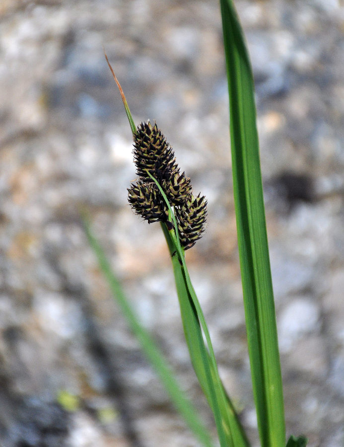 Изображение особи Carex melananthiformis.