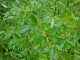 Salix phylicifolia. Молодая ветвь. Ямало-Ненецкий АО, Надымский р-н, пос. Приозёрный, правый берег р. Левая Хетта, край сфагнового болота в сыром хвойно-мелколиственном лесу. 14 июля 2016 г.