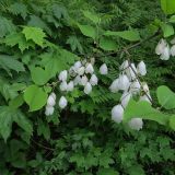 Halesia carolina