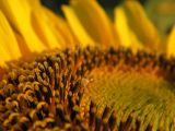 Helianthus annuus. Часть соцветия с цветками разных стадий развития. Украина, Луганская обл., Меловской р-н, окр. с. Стрельцовка, водораздельный участок со среднемощными черноземами, подстилаемыми мело-мергельными породами, в культуре. 16.08.2017.