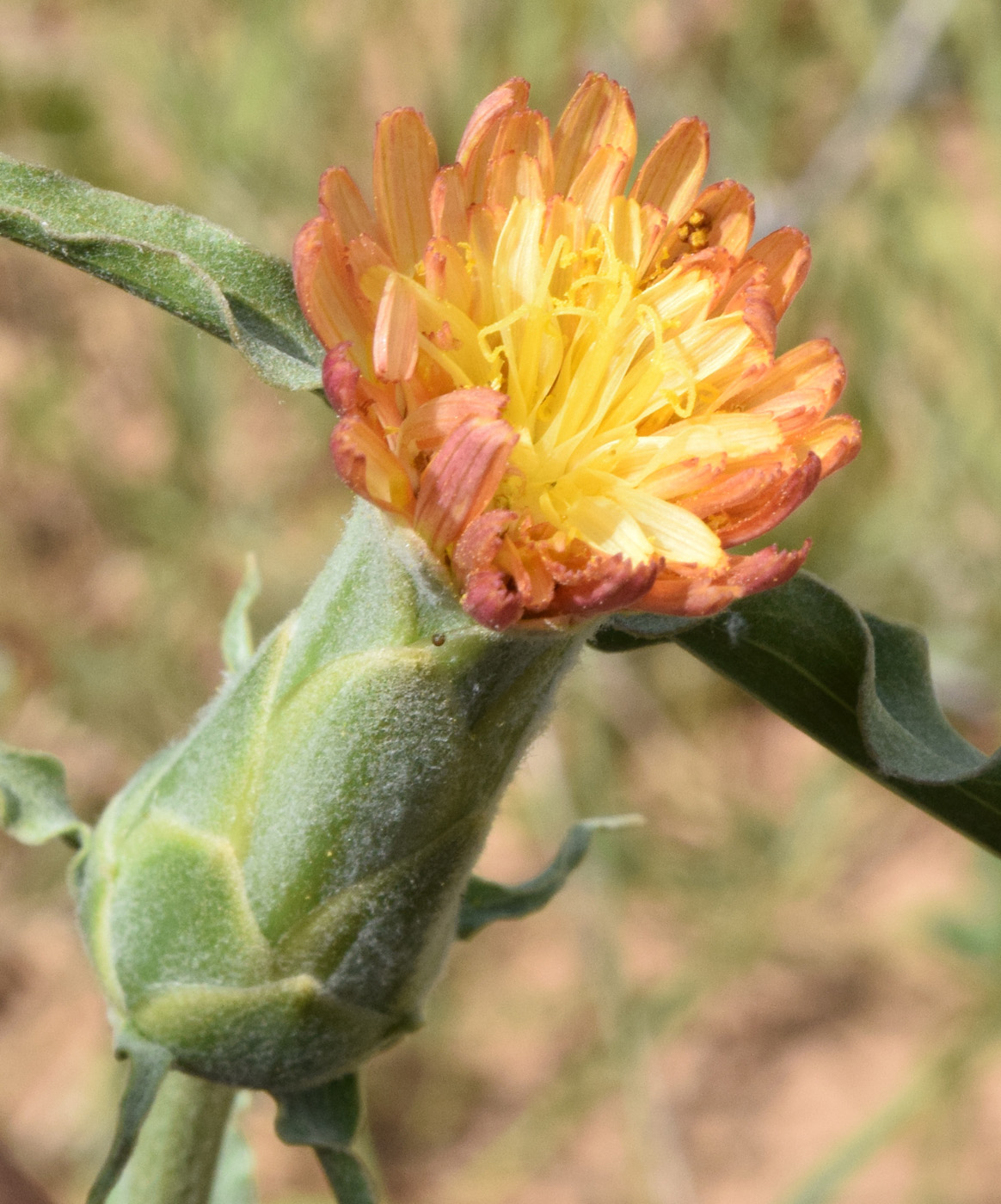 Изображение особи Scorzonera bracteosa.