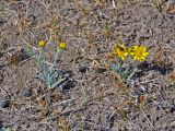 Crepis crocea