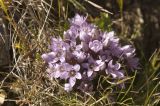 Gentianella caucasea. Верхушка цветущего растения. Кабардино-Балкария, северный склон Эльбруса, лавовый поток, разделяющий урочище Ирахик-Тюз и Джилы-Су. 09.09.2011.