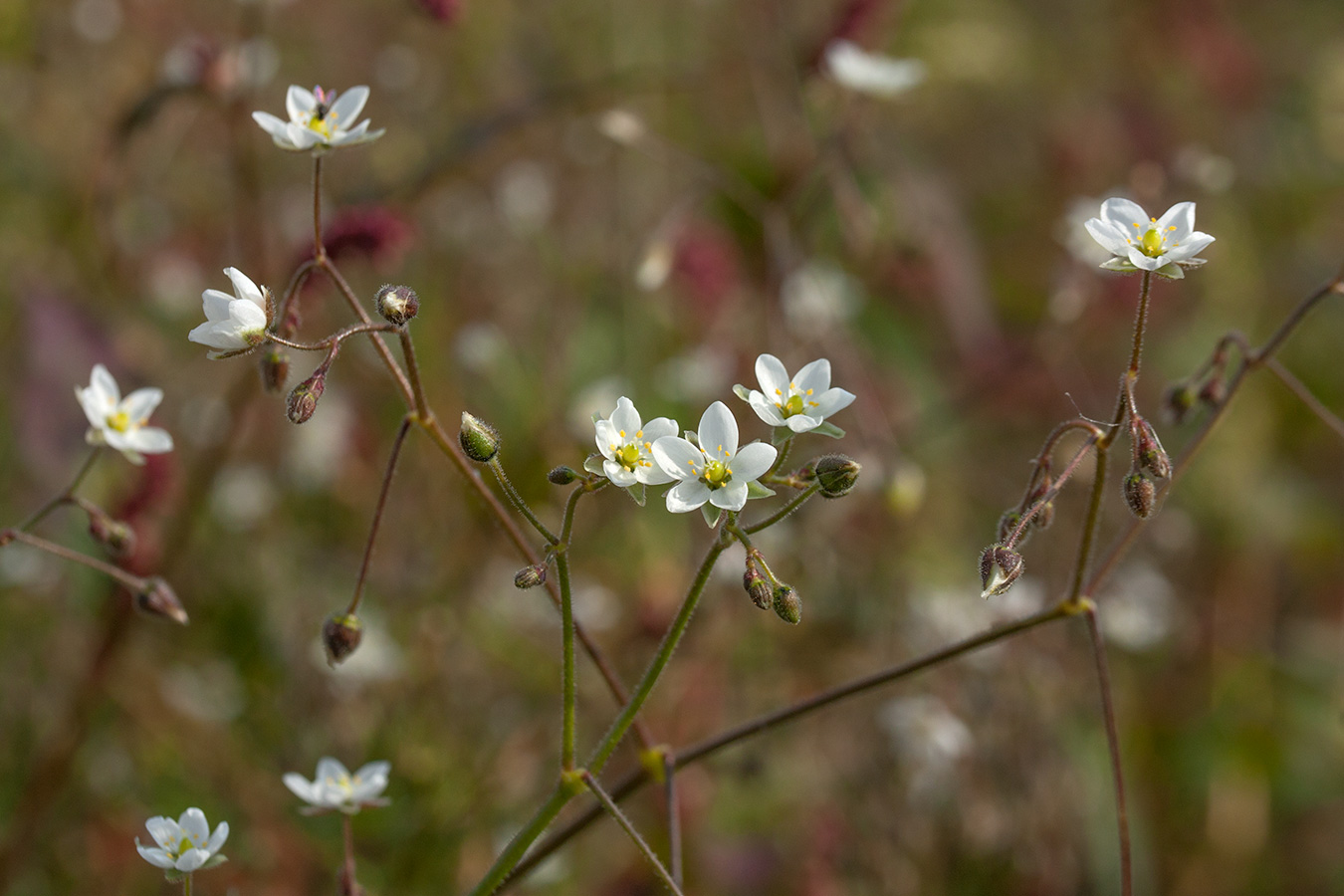 Изображение особи Spergula arvensis.