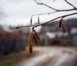 Corylus avellana