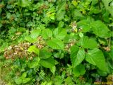 Rubus hirtus