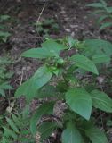 Atropa caucasica. Верхушка бутонизирующего растения с обвившим его Calystegia. Грузия, Боржоми-Харагаульский национальный парк, нижняя часть долины р. Ликаницхеви, хвойный лес, выс. ок. 850 м н.у.м. 25.05.2018.