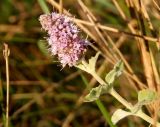 Mentha longifolia. Верхушка побега с соцветием. Крым, Белогорский р-н, склон горы между Топловским монастырём и дорогой. 12.08.2018.