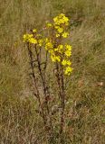 Senecio jacobaea. Цветущее растение. Московская обл., Орехово-Зуевский р-н, окр. дер. Красная Дубрава, долина р. Клязьма, залежь. 26.08.2018.