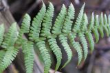 Dryopteris filix-mas. Часть вайи. Московская обл., окр. г. Дмитрова, окраина заболоченного берёзового леса. 28 октября 2018 г.