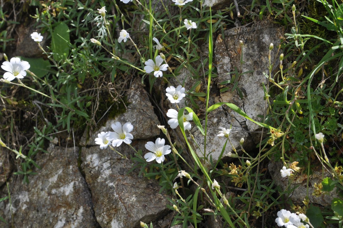 Image of Cerastium sosnowskyi specimen.