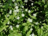 Stellaria bungeana. Верхушки цветущих растений. Иркутская обл., Слюдянский р-н, долина р. Слюдянка, редкий смешанный лес. 24.06.2018.