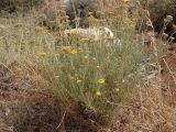 Helichrysum italicum