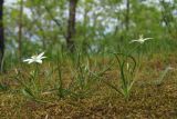 Ornithogalum woronowii. Цветущие растения. Южный Берег Крыма, восточный склон горы Аю-Даг. 28.04.2019.