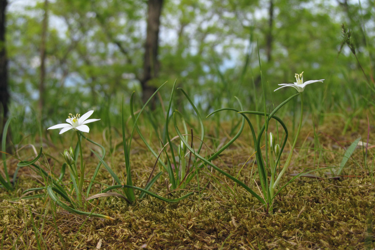 Изображение особи Ornithogalum woronowii.