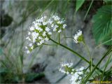 Valeriana tripteris. Верхушка растения с соцветиями. Украина, Ивано-Франковская обл., Украинские Карпаты, хребет Черногора, юго-восточный склон горы Говерла, 1650 м н.у.м., верхняя граница елового леса. 26.06.2019.