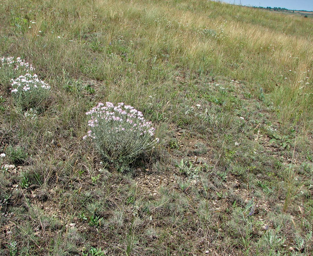 Изображение особи Jurinea stoechadifolia.