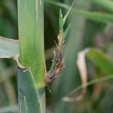 Arundo donax