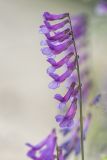 Vicia villosa