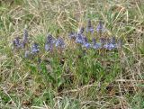 Veronica prostrata