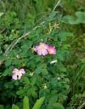 Rosa acicularis. Верхушка цветущего растения. Алтай, Онгудайский р-н, низовья р. Урсул, ≈ 600 м н.у.м., луг. 10.06.2019.