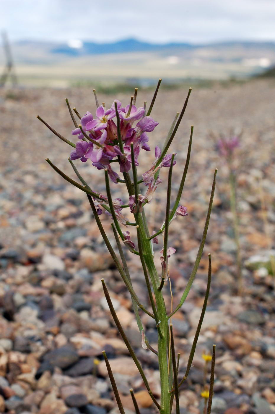 Изображение особи Erysimum pallasii.