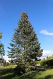 Abies concolor