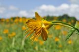 Trollius macropetalus