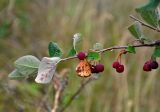 Cotoneaster melanocarpus. Верхушка ветви с плодами. Челябинская обл., Каслинский р-н, берег оз. Большие Аллаки, степной склон. 24.07.2020.