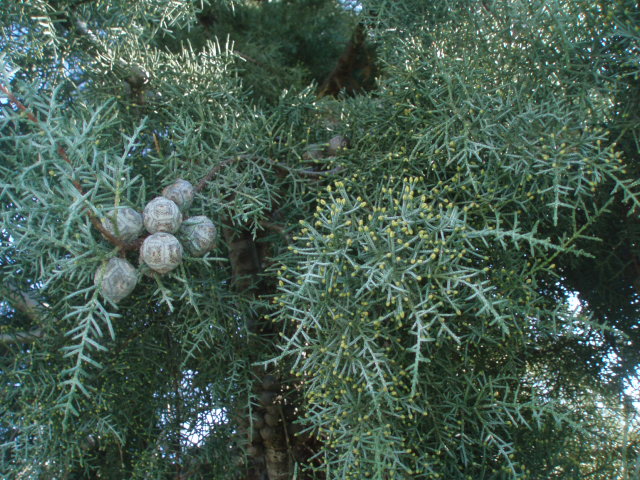 Изображение особи Cupressus sempervirens.