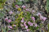 Asperula supina