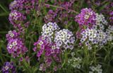 Lobularia maritima