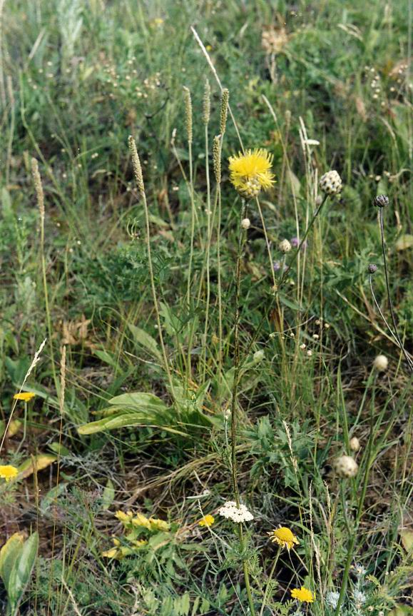 Изображение особи Centaurea orientalis.
