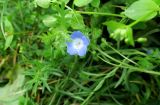 Nemophila menziesii. Цветок и листья. Камчатский край, Елизовский р-н, СНТ \"Мечта\", садовый участок, клумба, в культуре. 17.08.2022.