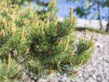 Pinus sylvestris