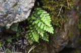 Polypodium sibiricum