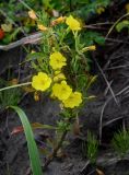 Oenothera biennis. Цветущее растение в сообществе с Equisetum arvense и Rosa rugosa. Курильские о-ва, о-в Кунашир, бухта Головнина, песчаный пляж. 18.08.2022.