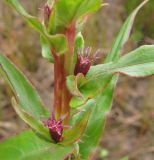 Lythrum salicaria. Часть побега с бутонами. Архангельская обл., Приморский р-н, берег Никольского рукава в дельте р. Сев. Двина. 19.06.2010.